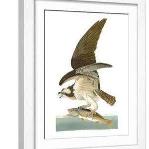 Audubon: Osprey - White Framed Art Print Wall Art, 12x16