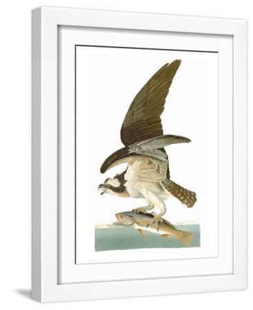 Audubon: Osprey - White Framed Art Print Wall Art, 12x16