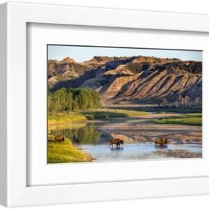 Bison Wildlife Crossing Little Missouri River, Theodore Roosevelt National Park, North Dakota, USA - White Framed Art Print Wall Art, 12x8