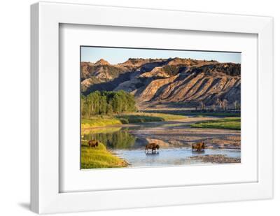 Bison Wildlife Crossing Little Missouri River, Theodore Roosevelt National Park, North Dakota, USA - White Framed Art Print Wall Art, 12x8