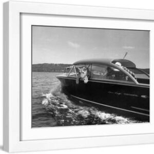 Blondie, the Pet Lion, Fascinated by the Water as She Takes Her First Ride in Chris Craft Motorboat - White Framed Art Print Wall Art, 16x12