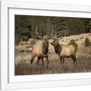 Elk Study IV - White Framed Art Print Wall Art, 18x12