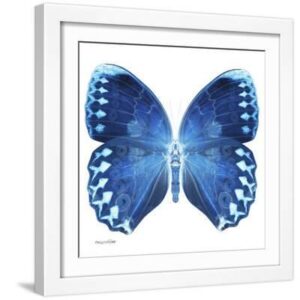 Miss Butterfly Formosana Sq - X-Ray White Edition - White Framed Art Print Wall Art, 16x16