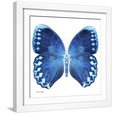 Miss Butterfly Formosana Sq - X-Ray White Edition - White Framed Art Print Wall Art, 16x16