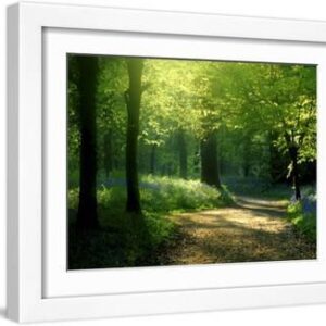 Track Leading Through Lanhydrock Beech Woodland with Bluebells in Spring, Cornwall, UK - White Framed Art Print Wall Art, 16x12