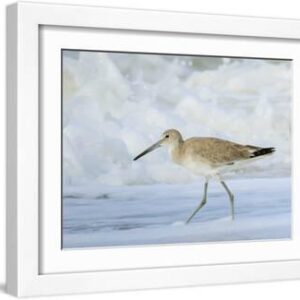 Willet, Sanibel Island, Florida. - White Framed Art Print Wall Art, 16x12
